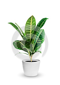 Young croton a potted plant isolated over white