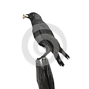 Young crow with blue eyes, sitting on a pole with a piece of bread in itÂ´s beak
