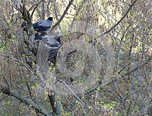 The young crow`s family in the early spring dug a nest on a tree