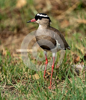 A young crowned lapwing photographed in South Africa.