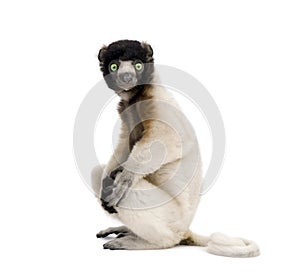 Young Crowned Sifaka against white background
