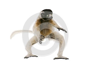 Young Crowned Sifaka, Propithecus Coronatus