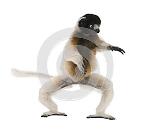 Young Crowned Sifaka, Propithecus Coronatus