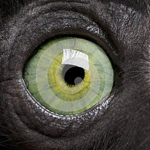 Young Crowned Sifaka - Propithecus coronatus (3 mo