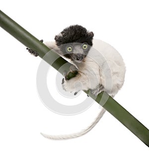 Young Crowned Sifaka - Propithecus coronatus (3 mo