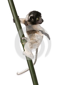 Young Crowned Sifaka - Propithecus coronatus (3 mo