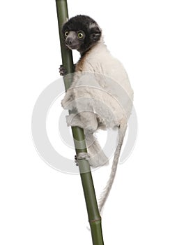 Young Crowned Sifaka - Propithecus coronatus (3 mo