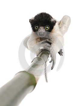 Young Crowned Sifaka - Propithecus coronatus (3 mo