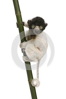 Young Crowned Sifaka - Propithecus coronatus