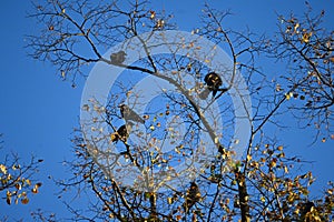 3 Young Crows in Blue Sky