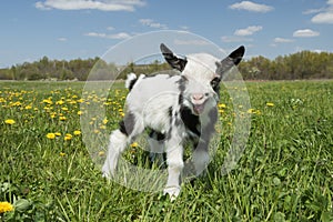 Young crying goat on the field looking at the camera