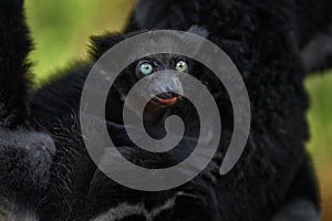 Young cub animal baby in the black fur coat. Indri, monkey with young babe cub in Kirindy Forest, Madagascar. Lemur in the nature