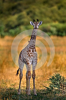 Young cub babe of giraffe. Giraffe in forest with big trees, evening light, sunset. Idyllic giraffe silhouette with evening orange