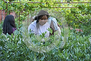 Young cuban female farmer picking broad beans from plant at urban garden.