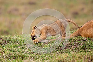 Young cubs of the Marsh Pride play around with the adult lions watching in the grass of the Masai Mara