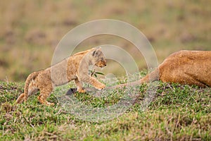 Young cubs of the Marsh Pride play around with the adult lions watching in the grass of the Masai Mara