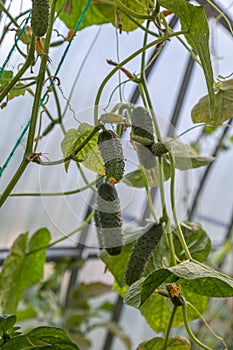 Young Cucumber in the garden