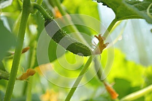 Young Cucumber in the garden