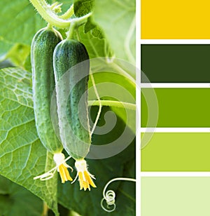 Young Cucumber in the garden. colour palette swatches