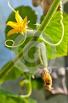 Young cucumber in greenhouse in summer