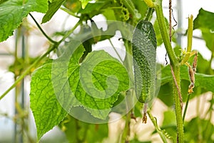 Young cucumber in greenhouse in summer