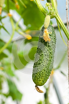 Young cucumber in greenhouse in summer