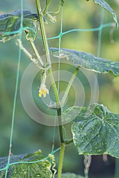 Young cucumber growing on bush. Cucumber with flower in garden.Growing of natural vegetables in the garden