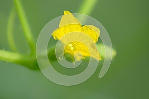 Young cucumber growing in the greenhouse. Yellow cucumber flower. Growing vegetables.