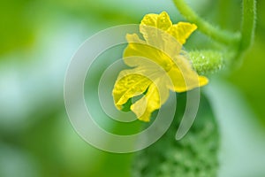 Young cucumber growing in the greenhouse. Yellow cucumber flower. Growing vegetables.