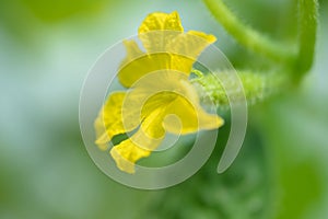 Young cucumber growing in the greenhouse. Yellow cucumber flower. Growing vegetables.