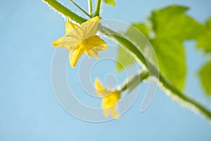 Young cucumber growing in the greenhouse. Yellow cucumber flower. Growing vegetables.