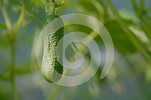 Young cucumber growing in the greenhouse. Yellow cucumber flower. Growing vegetables.