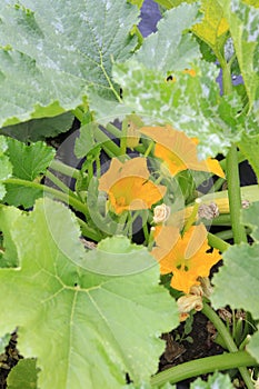 Young cucumber plant