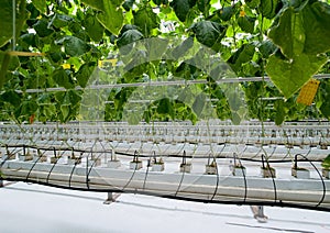 Young cucumber plant with leaves and flowers and buds are growing in greenhouse, watering system with irrigation control