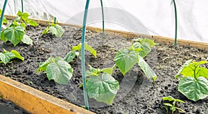 Young cucumber plants in the greenhouse. Growing organic vegetables, farming