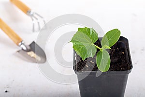 Young cucumber seedlings in a black flower pots on white background. Gardening concept