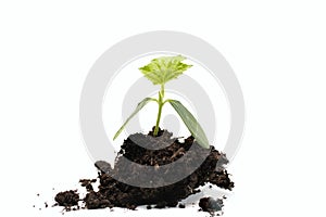 young cucumber sprout in pile of peat soil isolated on white