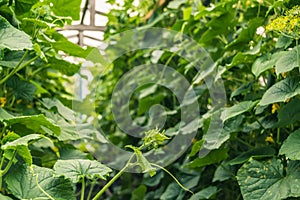 Young cucumber stems curl in greenhouse, clinging to tendrils to guide ropes. Growing vegetables all year round