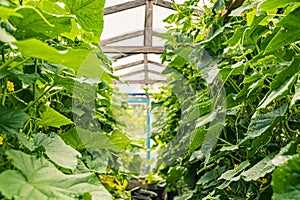 Young cucumber stems curl in greenhouse, clinging to tendrils to guide ropes. Growing vegetables all year round