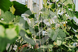 Young cucumber stems with green leaves curl on ropes. Rotation of vegetables in greenhouse