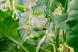 Young cucumber with yellow flower in greenhouse. Growing vegetables. Green leaves and stems as background