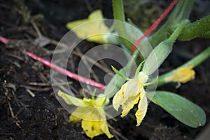 Young cucumbers