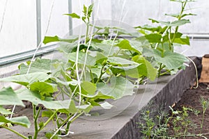 Young cucumbers in the greenhouse