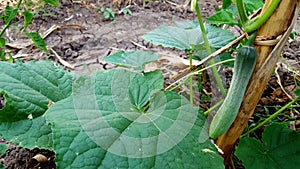Young cucumbers, one example of agriculuture with good business value photo