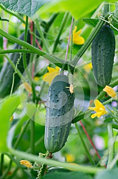 Young cucumbers ripen in garden greenhouse. Cucumbers vertical planting. Growing organic food. Close-up