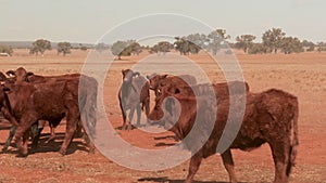 Young curious cattle approaching on a dusty rural farm during drought. Drought in Australia