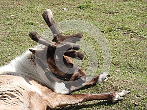 Young curious deer resting on the lawn in the zoo