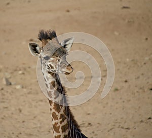 Young and curious Giraffes tracks tourists in safari park