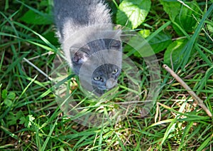 Young and curious grey wild cat at the alps of Switzerland