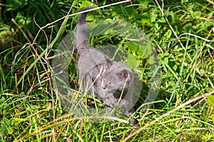 Young and curious grey wild cat at the alps of Switzerland